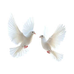 Obraz premium Elegant Couple White Doves Isolated on Transparent Background