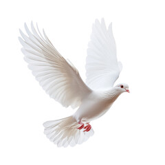 Fototapeta premium White Dove Flying on Transparent Background