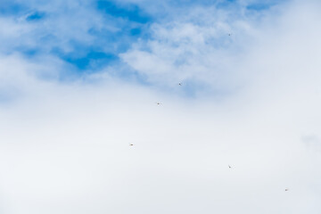 青空を舞うトンボ