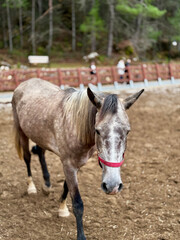 Obraz premium horse on farm nature forest