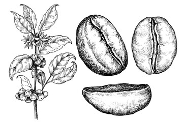 Blackcurrant sketch ink graphic illustration, draft Coffee plant and beans drawing, black on white line art. Botanical vintage etching food design.
