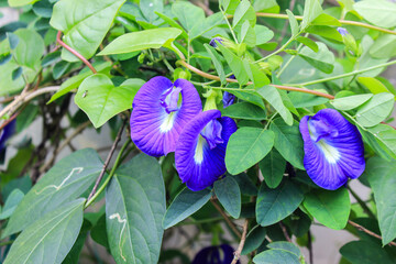 Butterfly pea flowers,clitoria ternatea,Asian pigeonwings purple flowers background texture picture