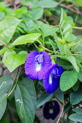 Butterfly pea flowers,clitoria ternatea,Asian pigeonwings purple flowers background texture picture