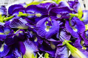 Butterfly pea flowers,clitoria ternatea,Asian pigeonwings purple flowers background texture picture