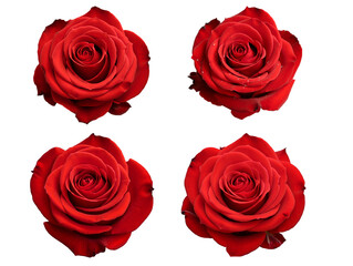 Fototapeta premium A stunning single rose with bright fuchsia pink petals, perfectly centered on a clean white background, photorealistic detail, soft natural lighting, sharp focus