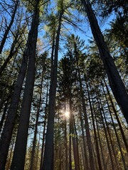 Trees in forest in autumn