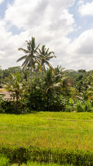 Fototapeta premium trees on the beach