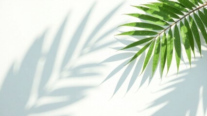 Fototapeta premium Light and shadow of palm leaves, palm leaves on a white background. Abstract tropical leaf silhouette, natural pattern for wallpaper, spring, summer texture.