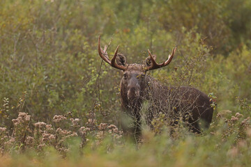 Łoś (Alces alces) moose