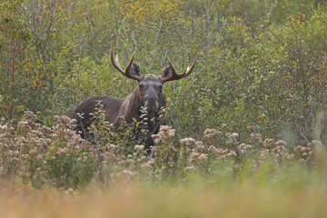Łoś (Alces alces) moose © Bartosz Rakoczy