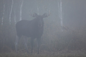 Łoś (Alces alces) moose © Bartosz Rakoczy