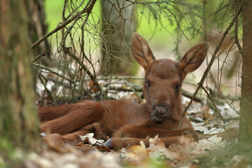 Łoś (Alces alces) moose © Bartosz Rakoczy