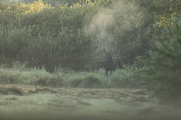 Łoś (Alces alces) moose © Bartosz Rakoczy