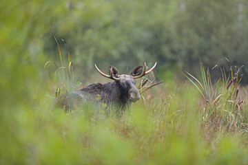 Łoś (Alces alces) moose © Bartosz Rakoczy