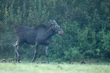 Łoś (Alces alces) moose © Bartosz Rakoczy