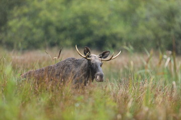 Łoś (Alces alces) moose © Bartosz Rakoczy