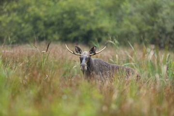 Łoś (Alces alces) moose © Bartosz Rakoczy
