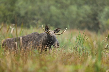 Łoś (Alces alces) moose © Bartosz Rakoczy