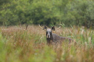 Łoś (Alces alces) moose © Bartosz Rakoczy