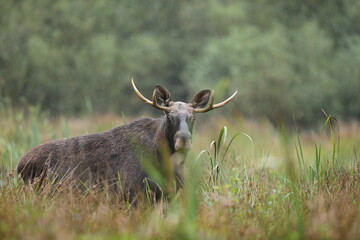 Łoś (Alces alces) moose © Bartosz Rakoczy