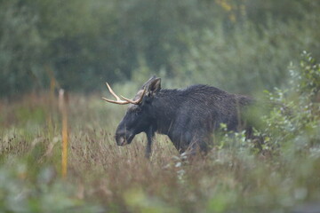 Łoś (Alces alces) moose © Bartosz Rakoczy