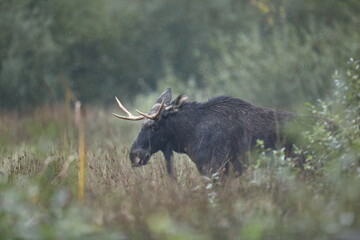 Łoś (Alces alces) moose © Bartosz Rakoczy