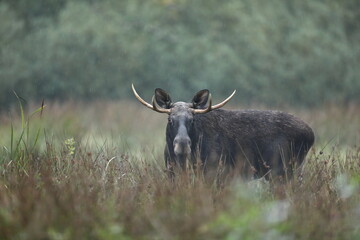Łoś (Alces alces) moose © Bartosz Rakoczy