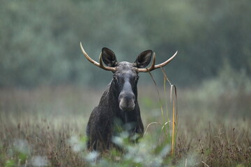Łoś (Alces alces) moose © Bartosz Rakoczy