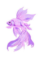 Fototapeta premium illustration of a purple betta fish without a background