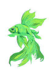 Obraz premium illustration of a green betta fish icon without a background
