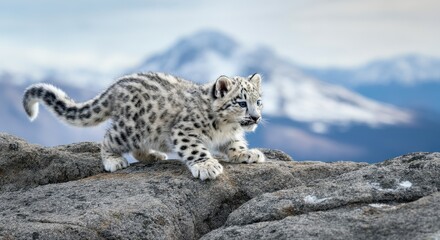 Fototapeta premium Snow leopard cub in majestic mountain landscape with snowy peaks
