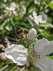 The bee pollinates the flowers of the apple tree, fruit varieties