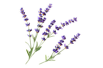 Obraz premium Tiwgs of lavender flowers isolated on white background