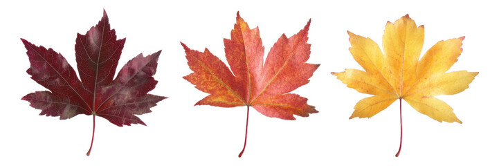 Fototapeta premium Autumn Maple Leaves Red Orange Yellow Fall Foliage Collection
