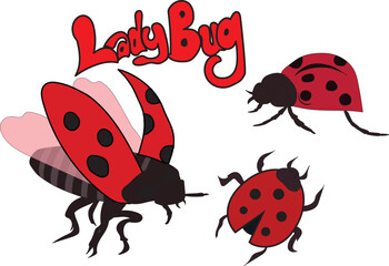 illustration of three different ladybug on white background