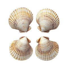Obraz premium Isolated Shells on Transparent Background
