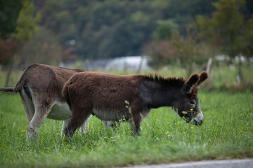 beautiful and hairy donkeys from northern Italy