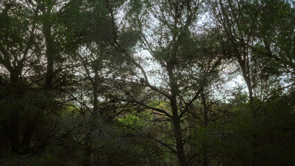 Obraz premium Dense green trees create a natural outdoor forest setting illuminated by soft sunlight.