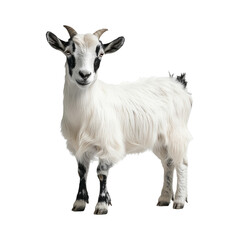 Obraz premium Adorable Goat on Transparent Background