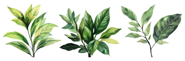 Fototapeta premium Lush Green Foliage Tropical Leaves Botanical Illustration Spring Greens Nature Photography