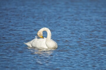 Fototapeta premium Adult whooper swan (Cygnus cygnus) swimming across a lake in autumn.