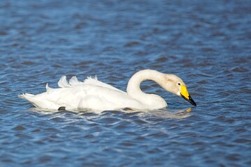 Fototapeta premium Adult whooper swan (Cygnus cygnus) swimming across a lake in autumn.