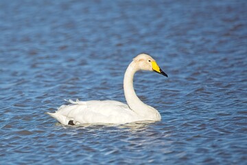 Obraz premium Adult whooper swan (Cygnus cygnus) swimming across a lake in autumn.