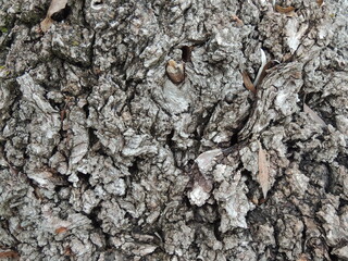 textured tree bark with curves and growths close-up full frame, beautiful dark natural texture, close-up tree trunk with bark texture
