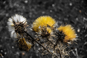 DRY THISTLES RESTING 