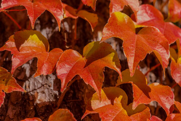 Czerwone piękne jesienne liście bluszczu rosnącego na pniu sosny. Piękno natury w słoneczne - wczesne - jesienne popołudnie. Żywe czerwone jesienne liście bluszczu. © Grzegorz
