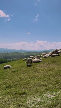 양떼목장 (Sheep Ranch)