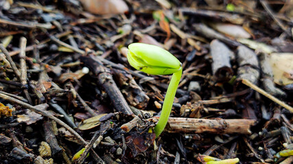 young plants that grow from plant seeds in nature with fertile soil.