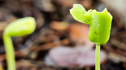 young plants that grow from plant seeds in nature with fertile soil.
