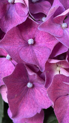 A close-up of a stunning hydrangea cluster showcasing its delicate purple petals.